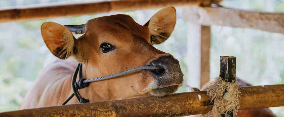A cow in the pen at Rimbun Farm