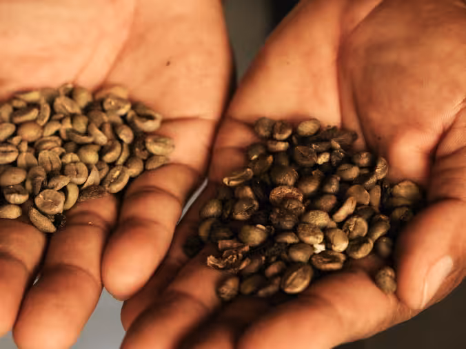 Freshly harvested green and roasted coffee beans being compared at Rimbun Farm, part of the coffee experience