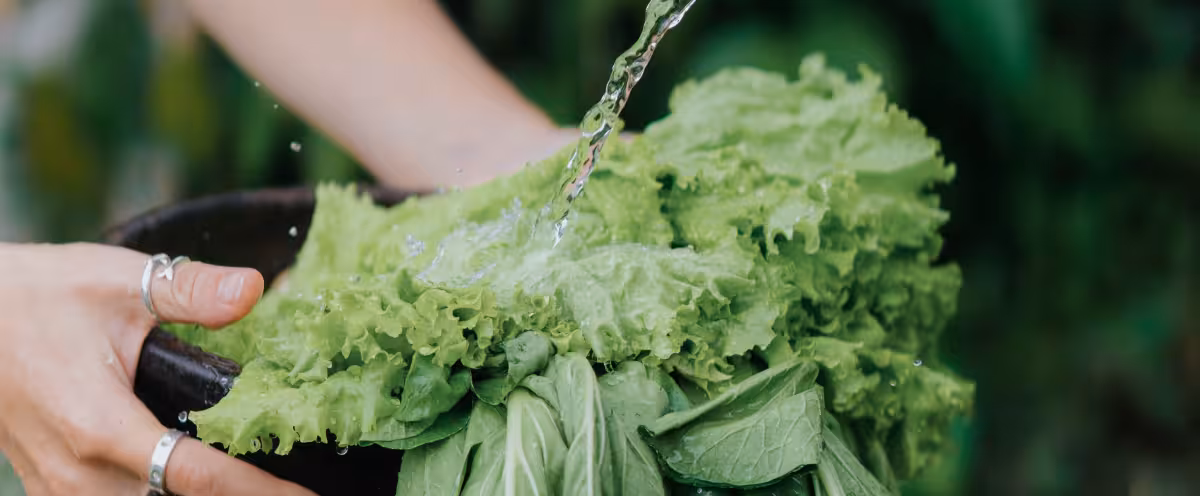 Freshly harvested lettuce being washed under running water at Rimbun Farm for a healthy, clean harvest.