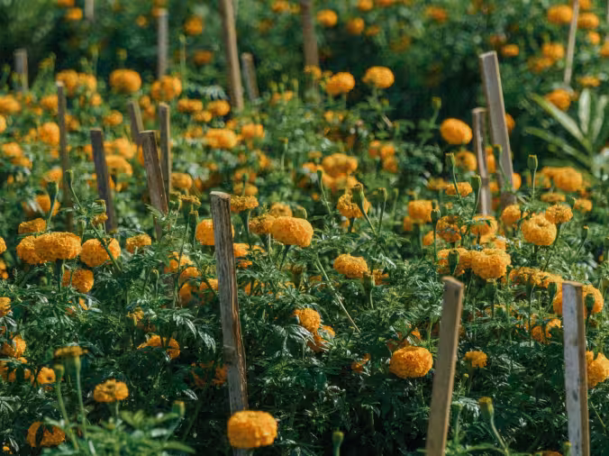 A worker picking marigold flowers at Rimbun Farm, cultivating vibrant blooms for various uses.