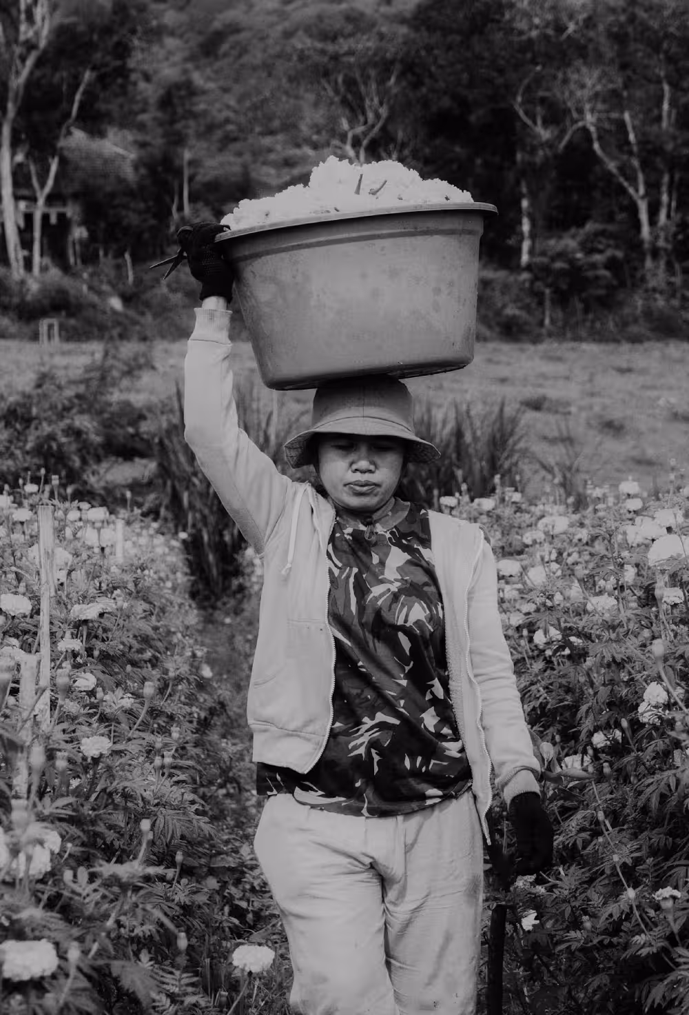 A worker at Rimbun Farm carrying a full basket of marigold flowers, showcasing the farm's floral harvest.